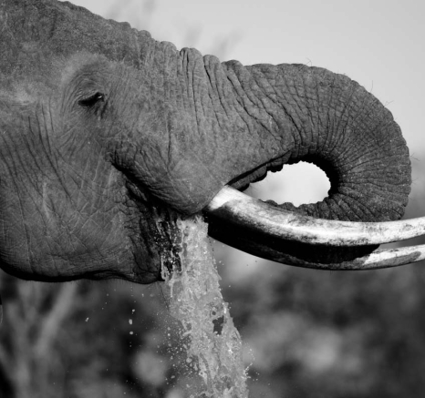 24Mike L Elephant 7 24Mike L Elephant 7