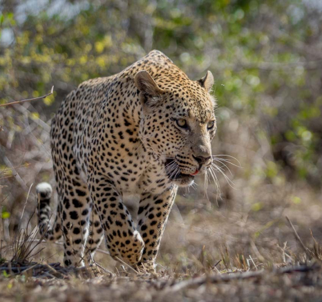 09Pravir Patel Leopard01 080915 09Pravir Patel Leopard01 080915