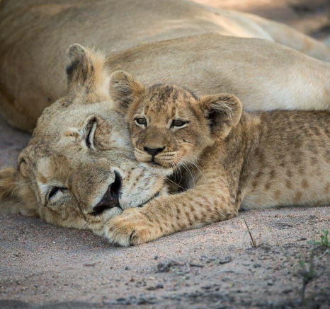 09sp And Cubs Grant Rodewijk 010416 2