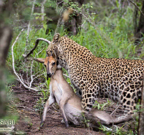 15Franscois Rosslee LBC 03022018 Final 15Franscois Rosslee LBC 03022018 Final