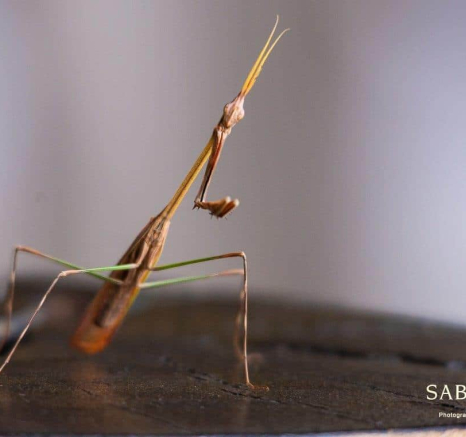 09Kerry Lee Roberg Mantis Final