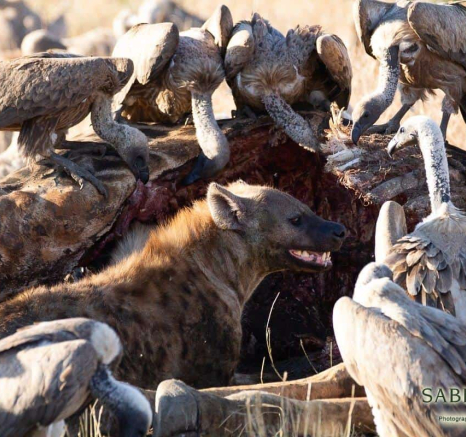 04Louise Murray Giraffe Kill 23062019 2 Final 04Louise Murray Giraffe Kill 23062019 2 Final