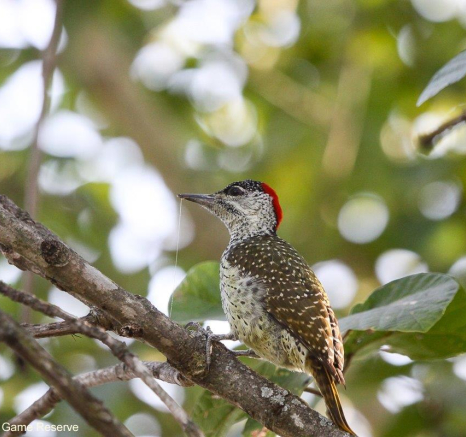 B14Erin Herbst Golden Tailed Woodpecker 3 031121 Final B14Erin Herbst Golden Tailed Woodpecker 3 031121 Final