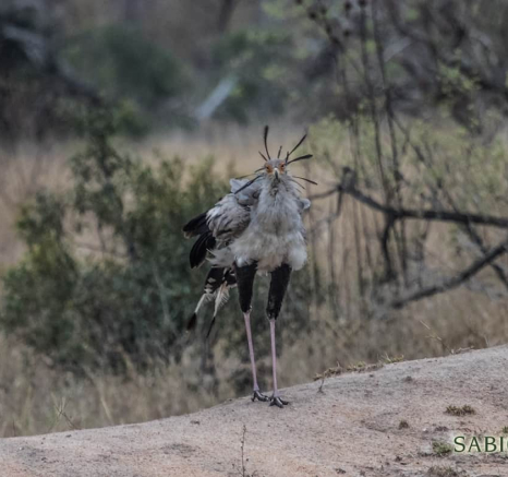 10Kevan Dobbie Secretarybird 0110.1 Final 10Kevan Dobbie Secretarybird 0110.1 Final