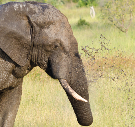 Elephant Bull Bath 3 Elephant Bull Bath 3