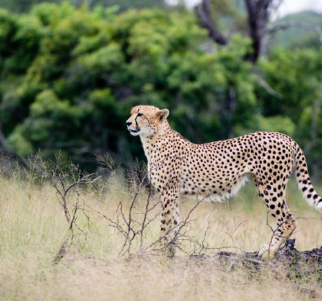 Cheetah 8t Cheetah 8t