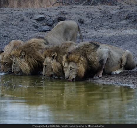 1072373 740440302670290 4953245925032636546 O