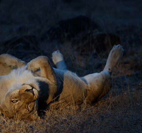Mike Palmer Mating Lions 280815 3 Mike Palmer Mating Lions 280815 3