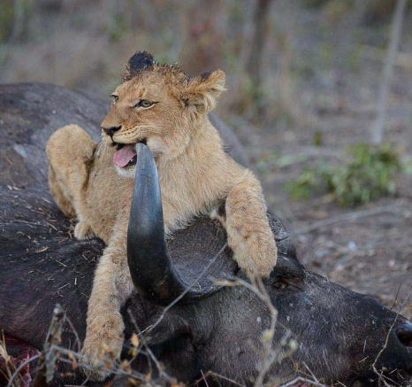 08Mike Palmer SP Kill 130716 3