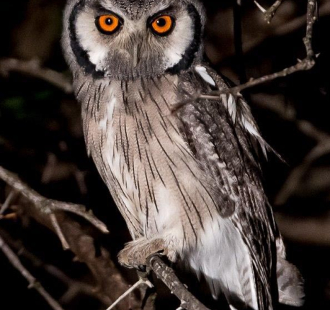 28Terry Ennever Southern Whitefaced Owl Final 28Terry Ennever Southern Whitefaced Owl Final
