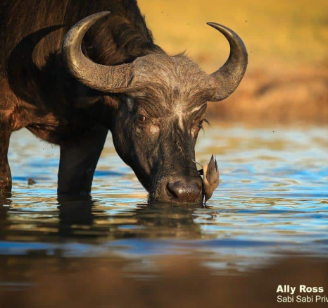 06Ally Ross 20200512 Buffalo 02 Final 06Ally Ross 20200512 Buffalo 02 Final