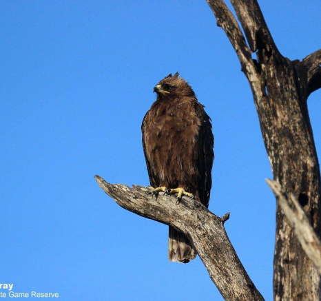 03Louise Murray Wahlbergs 28032020 Final