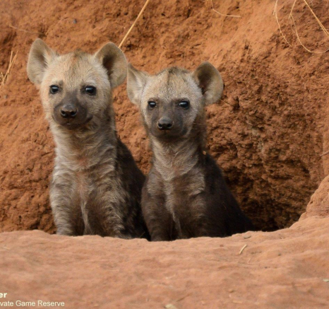 B36Jaco Faber Hyaena 4 290821 Final B36Jaco Faber Hyaena 4 290821 Final