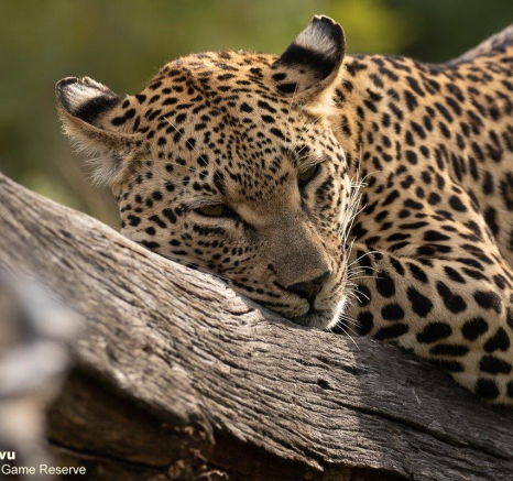 31andries Leopard.ntsumi 010521 2 Final 31andries Leopard.ntsumi 010521 2 Final