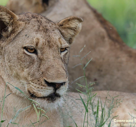 B03Coenraad Stapelberg Styx 150123 1 Final