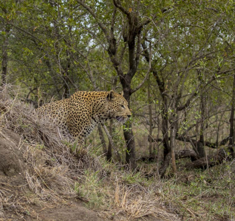 05Kyle Maxabene Termite Mound