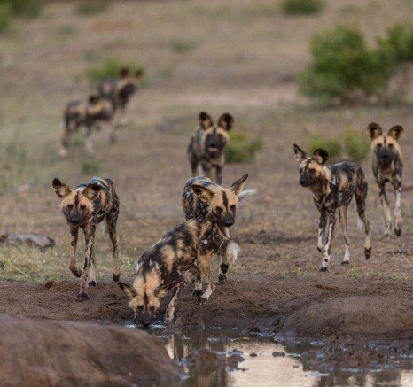 32Pravir Patel WildDog04 010116