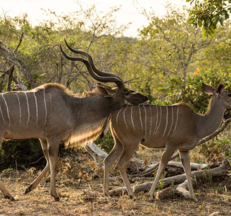 24Tayla McCurdy Kudu 5 May 16 1 Of 1 24Tayla McCurdy Kudu 5 May 16 1 Of 1