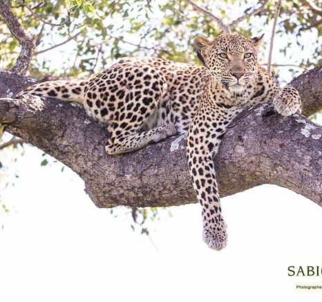 25Frederik Aucamp Kagelia Female Leopard 10 03 2019 3 Final 25Frederik Aucamp Kagelia Female Leopard 10 03 2019 3 Final