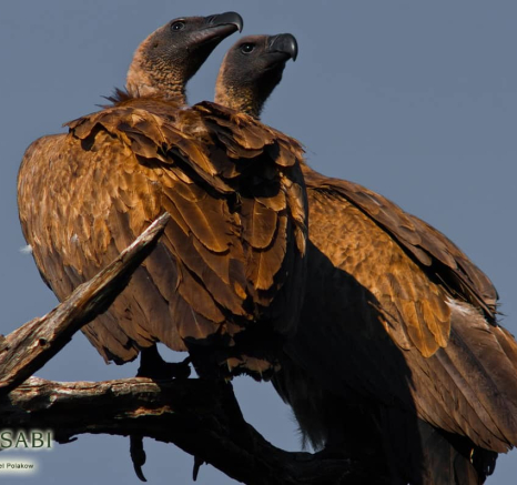 05Daniel Polakow White Backed Vultures Final