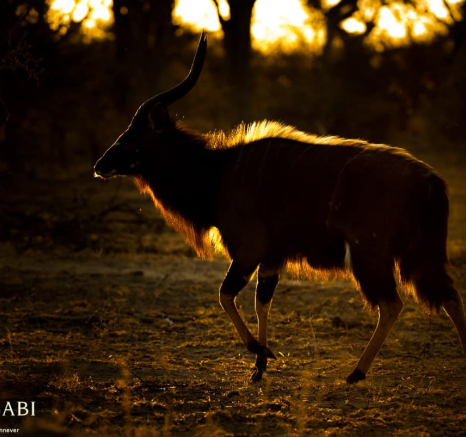 04Terry Ennever Nyala Sunset Final