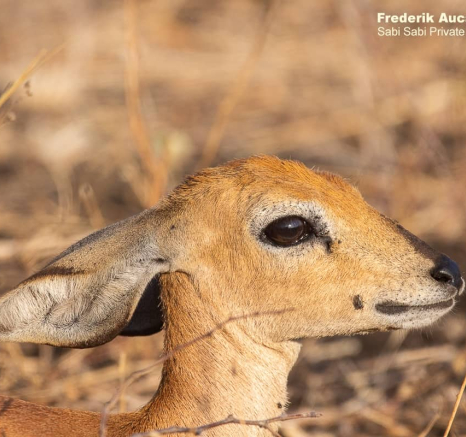 05Frederik Aucamp Steenbok 03 09 2019 3 Final