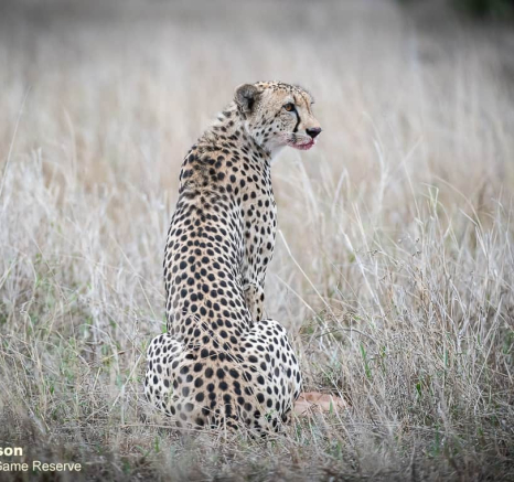 07Shaun Jenkinson Cheetah Kill 18 11 2019 7 Final