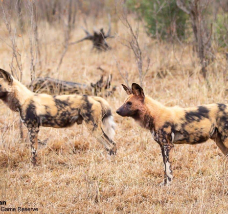 13Greg Heasman Wild Dog 020920 2 Final 13Greg Heasman Wild Dog 020920 2 Final