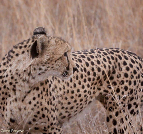 48Ruth Berning Male Cheetah 29092020 6 Final 48Ruth Berning Male Cheetah 29092020 6 Final