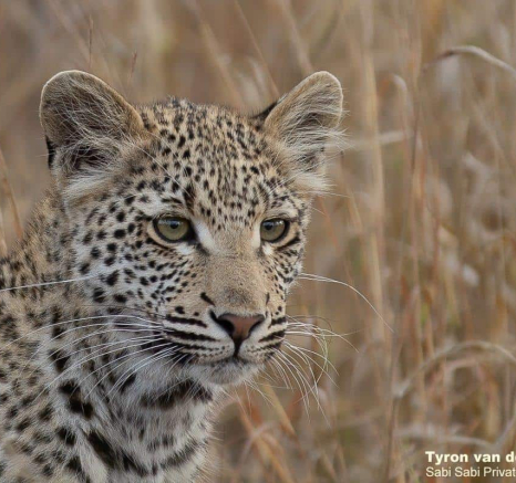 08Tyron Van Der Walt Kigelia And Cub 090920 7 Final