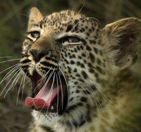 10Ally Ross 20210201 Ntsumi Cub 04 Final