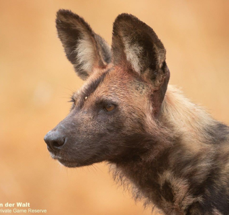 B19Tyron Van Der Walt Wild Dog 260821 1 Final B19Tyron Van Der Walt Wild Dog 260821 1 Final