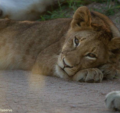 A03Amy Leigh Lion Mangeni 4 190122 Final