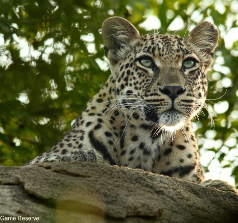 A32Ally Ross 20230104 Goloyni 01 Final