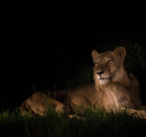 Southern Pride Split 03 Pravir