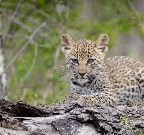 23Mike Palmer LBC Cubs 170116 4 23Mike Palmer LBC Cubs 170116 4