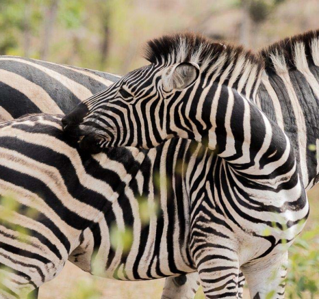 13Sheldon Hooper Zebra 8 13Sheldon Hooper Zebra 8