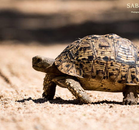 26 Sheldon Hooper Leopard Tortoise 14 04 17n 26 Sheldon Hooper Leopard Tortoise 14 04 17n