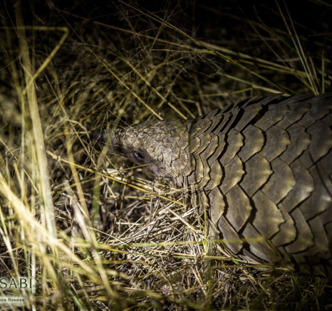 Franscois Rosslee Pangolin 1 Of 1 Final 1 Franscois Rosslee Pangolin 1 Of 1 Final 1