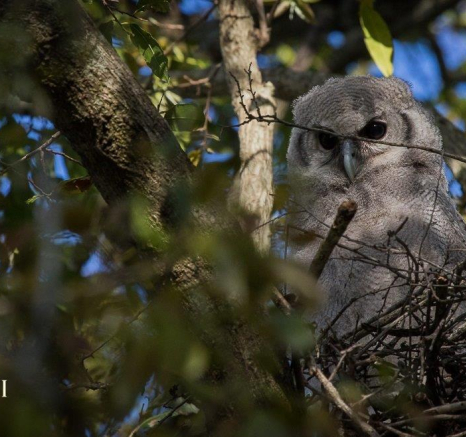 28Kevan Dobbie Giant Eagle Owl Chick 1510 Final 28Kevan Dobbie Giant Eagle Owl Chick 1510 Final