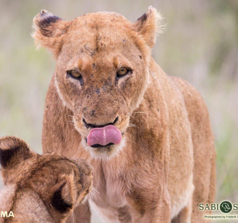 04Frederik Aucamp Lions SP 1 Final