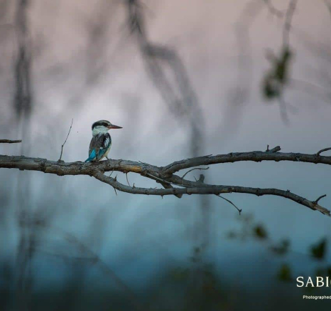 31Richard De Gouveia Striped King Fisher Final 31Richard De Gouveia Striped King Fisher Final