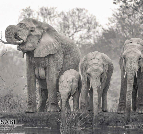 21 Francois Malan 3 15082018 Elephant Drink Final