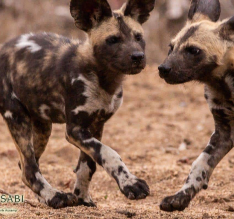 38Frederik Aucamp Wild Dogs 02 11 2018 Final 38Frederik Aucamp Wild Dogs 02 11 2018 Final