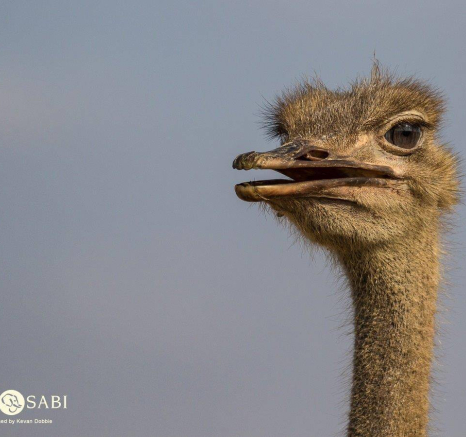 08Kevan Dobbie Ostrich 111018 Final 08Kevan Dobbie Ostrich 111018 Final