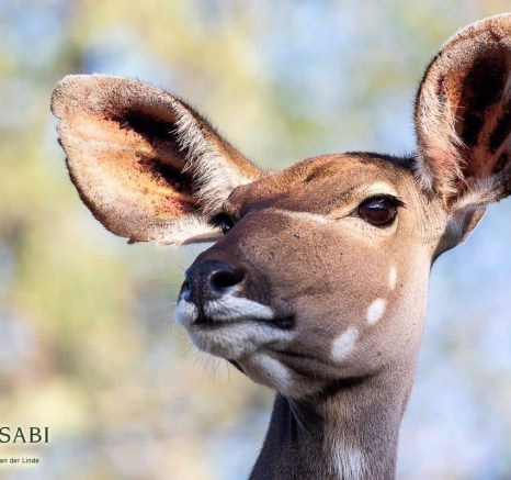 29Kevin Van Der Linde Kudu 14052019 Final