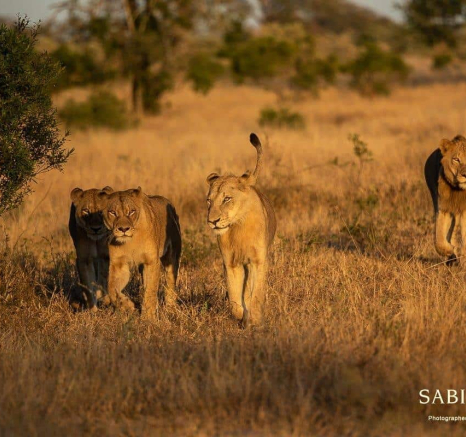 12Kevin Van Der Linde Lions SP 11062019 Sigma 70 200 Final 12Kevin Van Der Linde Lions SP 11062019 Sigma 70 200 Final