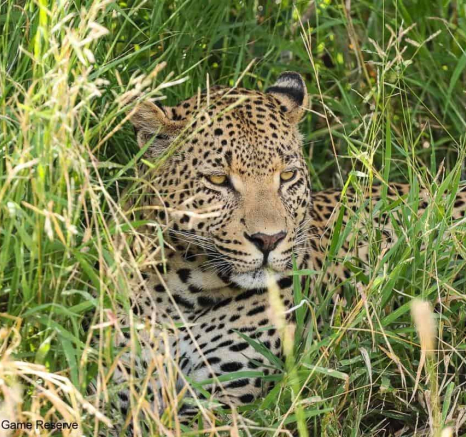 22Marco Vietti Leopard 080320 Final