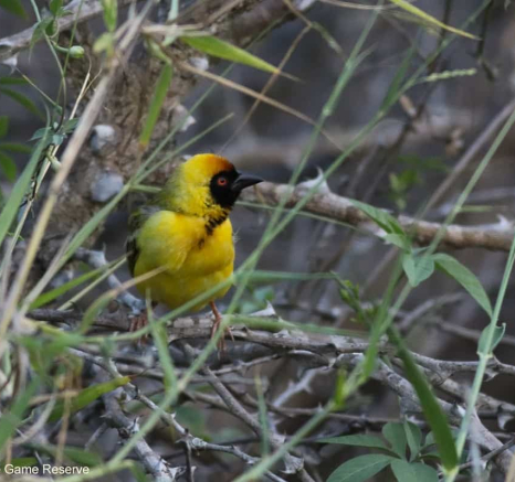 12Marco Vietti Southern Masked Weaver 291120 Final 12Marco Vietti Southern Masked Weaver 291120 Final