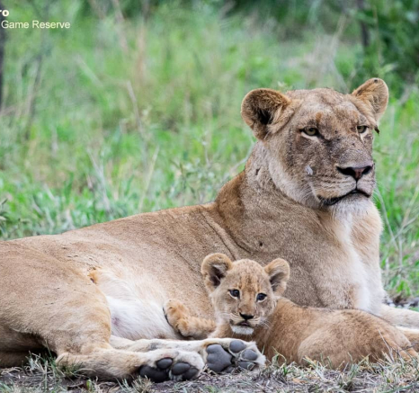 17ronald Mutero Sp And Cubs 27112020  29 Final
